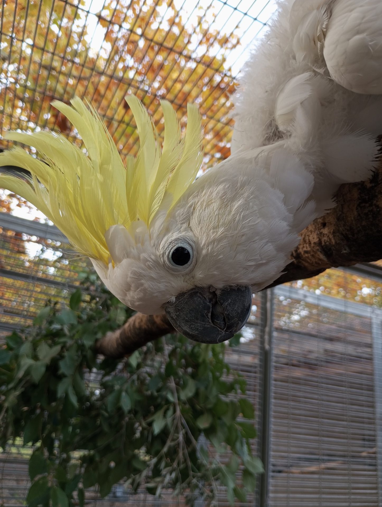 Cacatúa en una instalación de Fieb Foundation