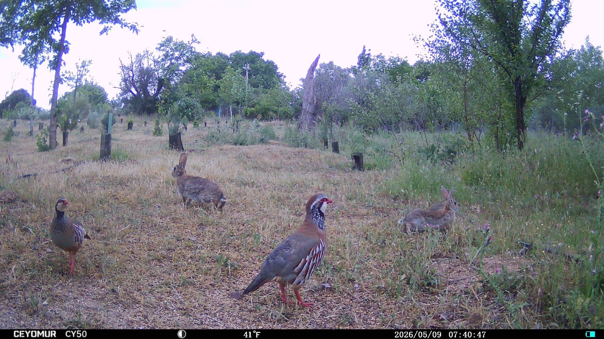 Fauna detectada por fototrampeo en el corredor ecológico