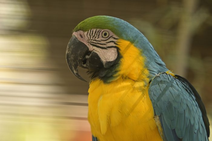 Guacamayo azul
