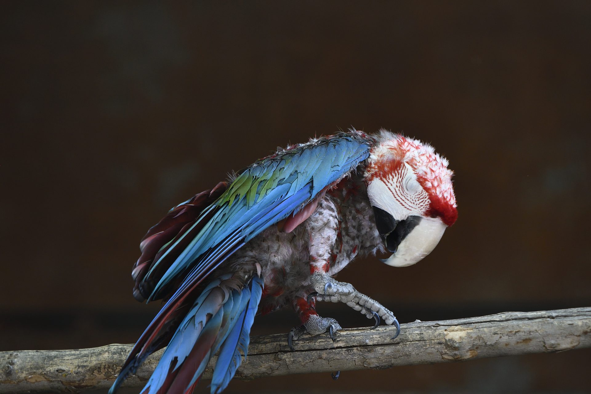 Guacamayo con el plumaje dañado por maltrato y tráfico ilegal