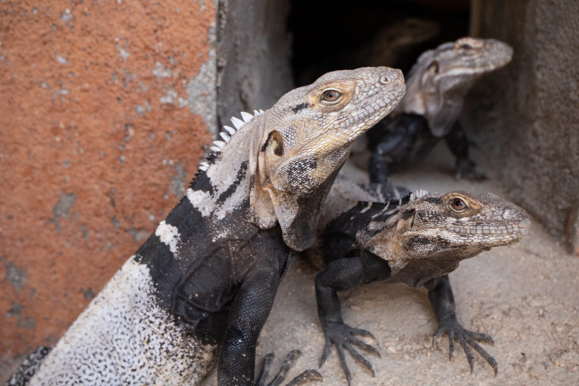 Iguanas en una instalación especializada del Centro CITES