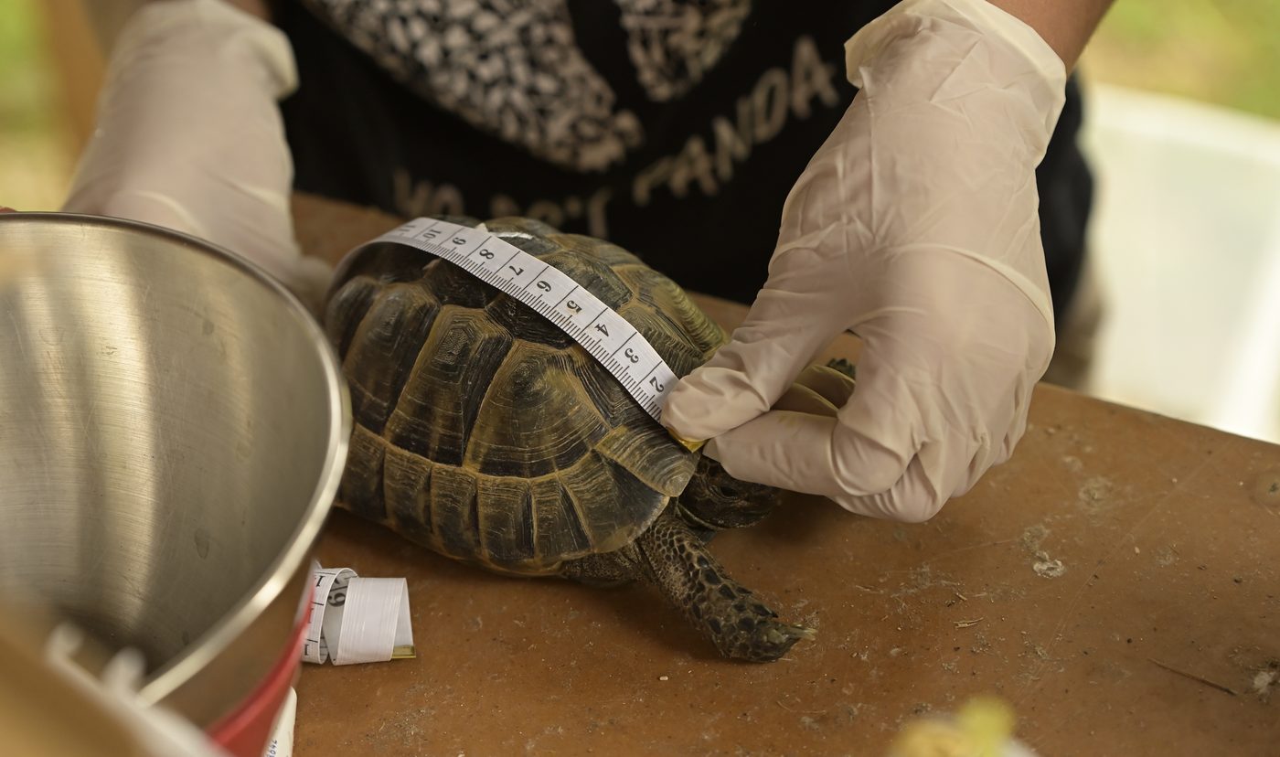 Recogida de muestras de tortuga mora