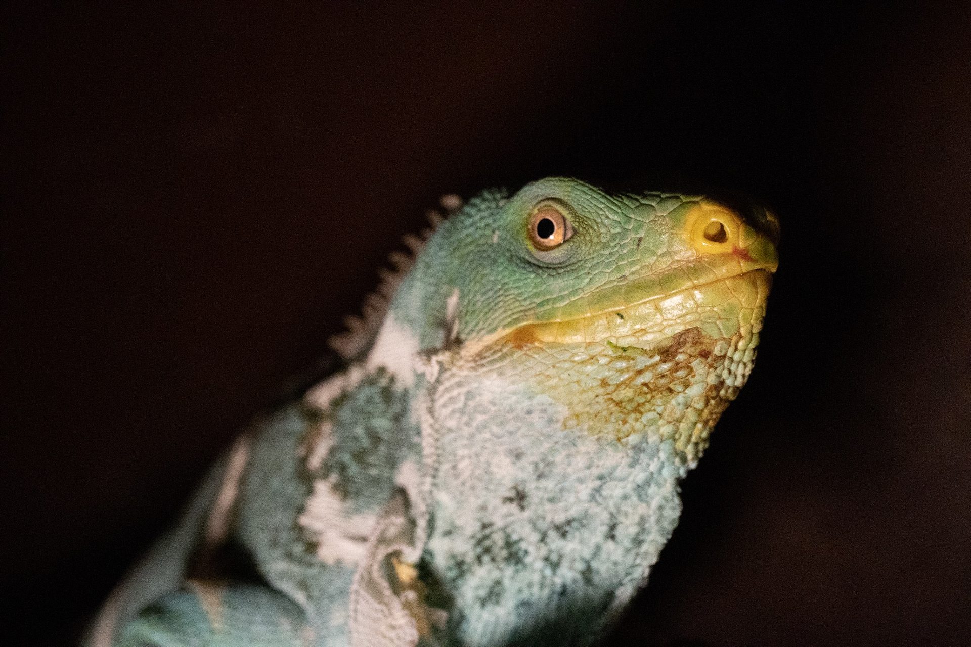 Reptil en el centro CITES