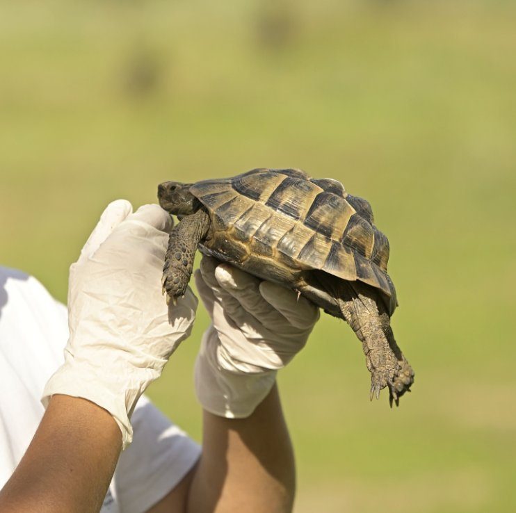 Tortuga mora