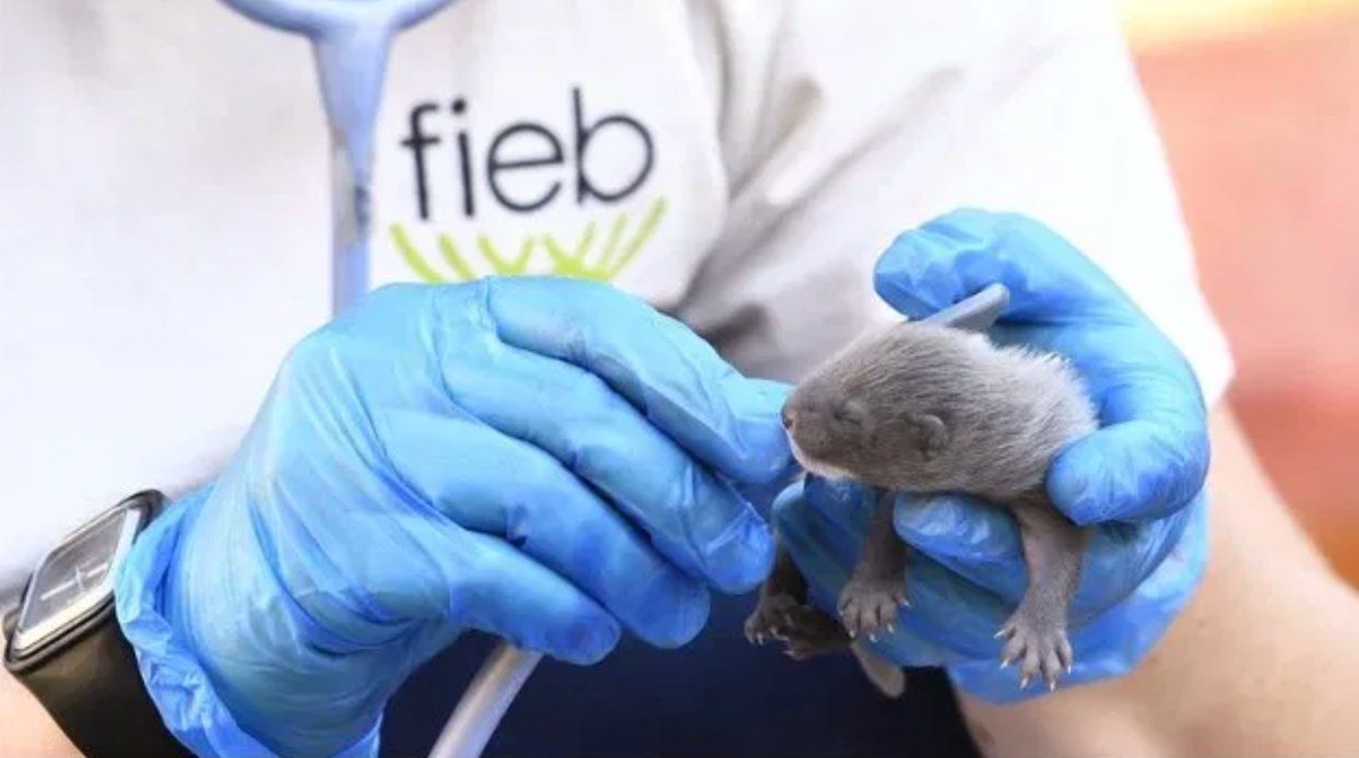 Veterinaria de Fieb Foundation con cría de visón europeo