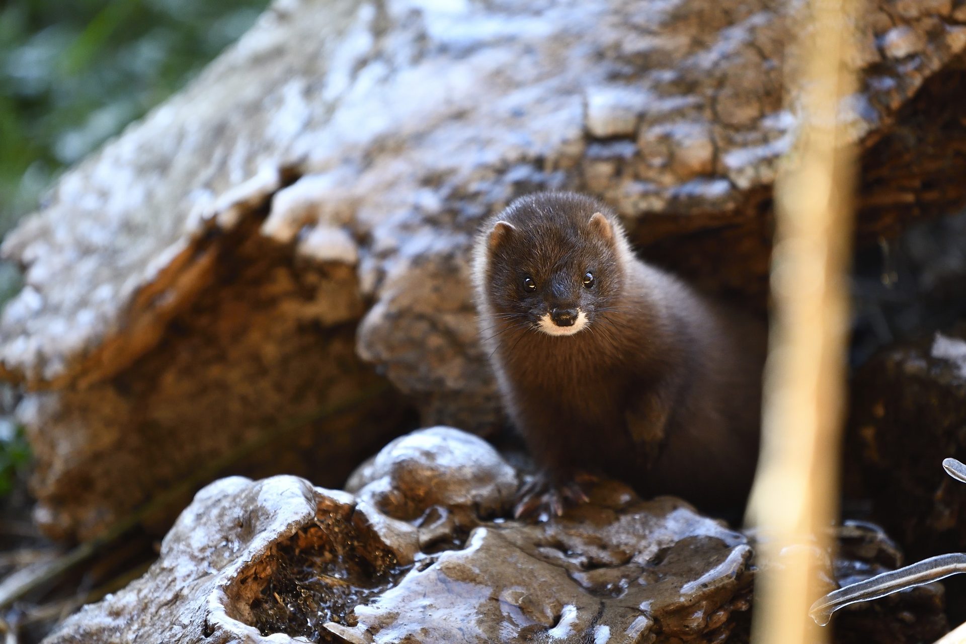 Visón europeo en una instalación naturalizada de Fieb Foundation