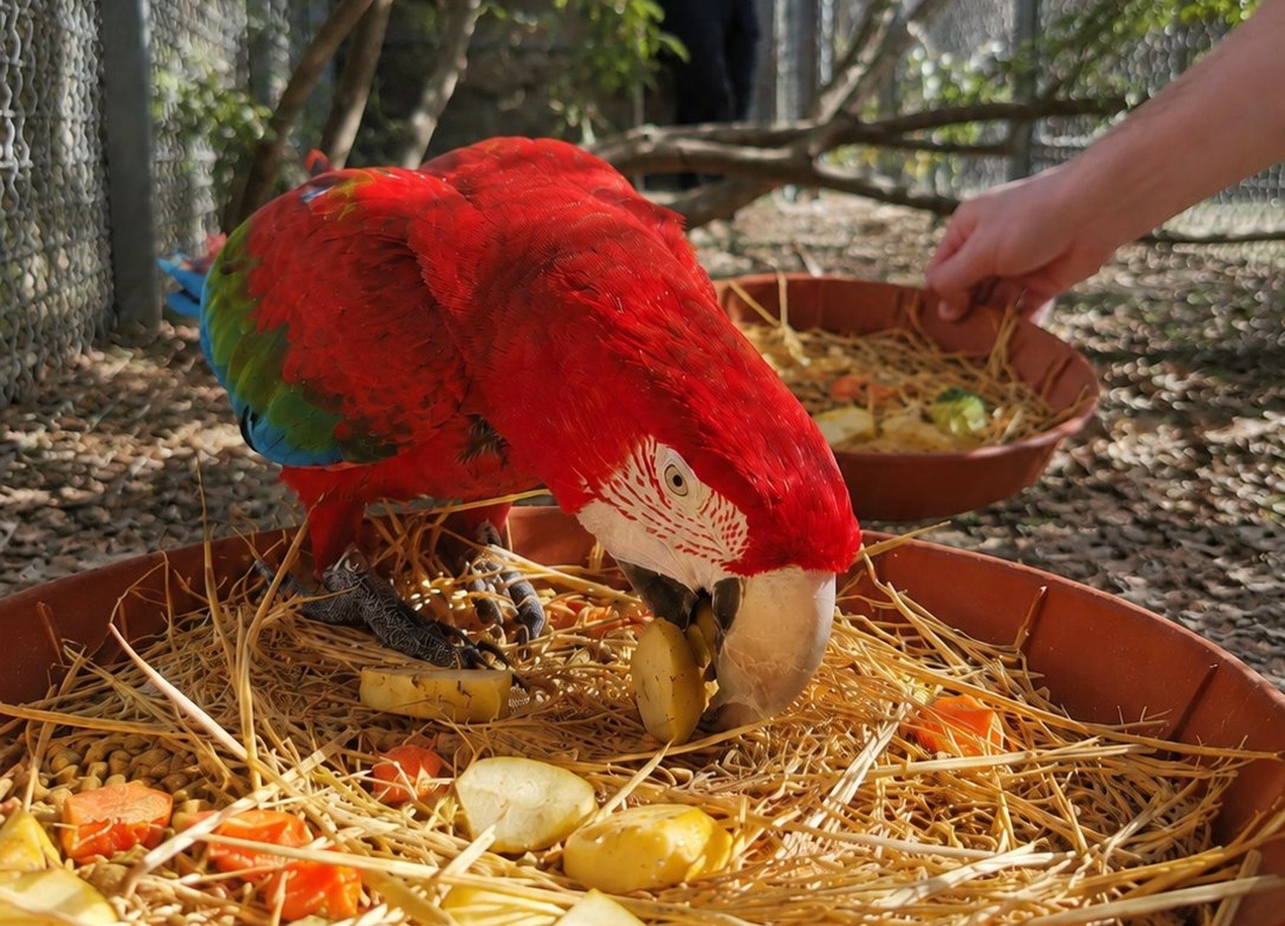 Voluntario alimentando loro en Fieb Foundation